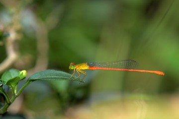 Orange-tailed Sprite(Ceriagrion auranticum ryukyuanum Asahina, 1967)