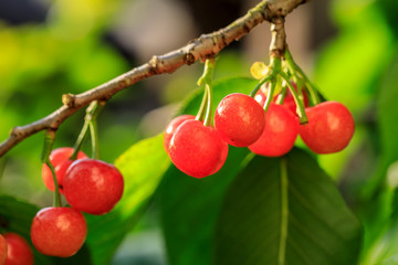Cherry tree with ripe cherries