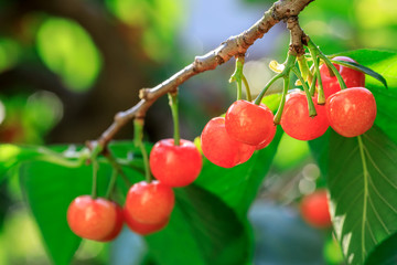Cherry tree with ripe cherries