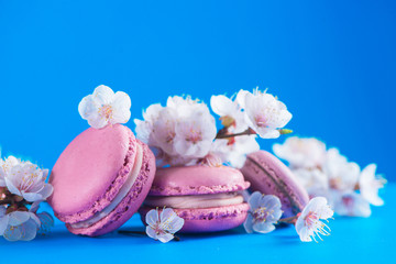 French macaron cookies header with cherry blossom flowers on a sky blue background with copy space. Color pop