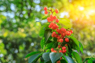 Cherry tree with ripe cherries