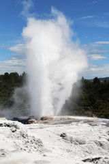Pohutu Geyser in Te Puia National Park, Rotorua, New Zealand