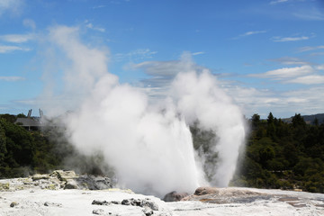 Pohutu Geyser in Te Puia National Park, Rotorua, New Zealand