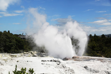 Pohutu Geyser in Te Puia National Park, Rotorua, New Zealand