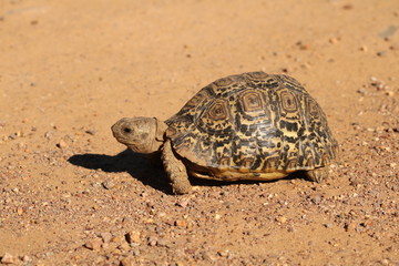 Young Leopard tortoise walking on a gravel road, its dark markings on its shell clearly visible.
