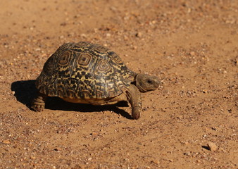 Young immature Leopard Tortoise, Stigmochelys pardalis, walking on a gravel road in the wild.