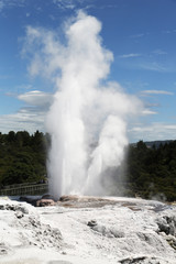 Pohutu Geyser in Te Puia National Park, Rotorua, New Zealand