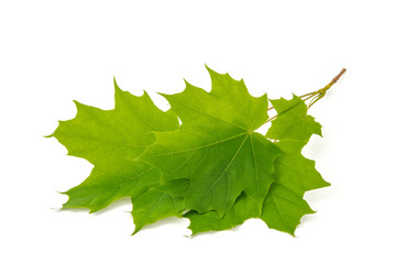 Green leaf tree crown with pointed tips on ends on white background