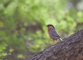 Brahminy Starling portrait at summer 