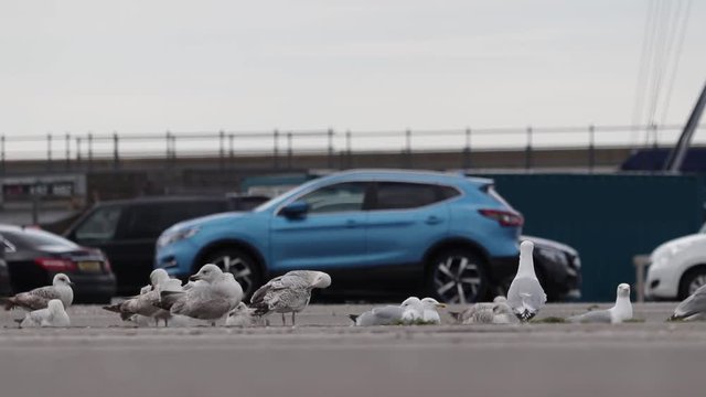 Bunch of seagulls taking a rest near harbours car park on the hot concrete front of a blue car