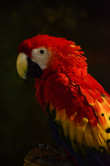 colorful parrot