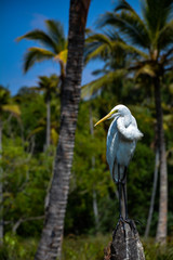Stork on beach