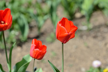 Naklejka premium Red tulips close up in the spring garden on a bright day