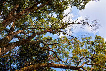 tree with leaves in the sky