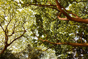 branch of a tree in spring | Structure of human lungs