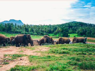 Fototapeta na wymiar elephants in Sri Lanka, Pinnawala Elephant Orphanage.