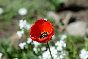 Obraz premium Red tulip close up in the spring garden on a bright day