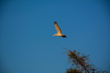 bird in flight