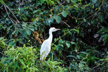 Stork in habitat