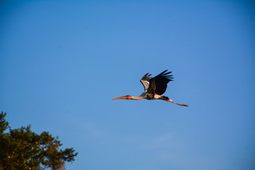 stork in flight