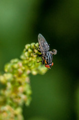 fly on flower