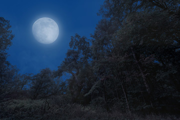A dark, foggy, mysterious forest clearing at full moon at night with a dramatic scary mood like Halloween. © wewi-creative