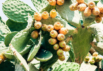 Fruits of Prickly pear cactus with fruits also known as Opuntia, ficus-indica, Indian fig opuntia...