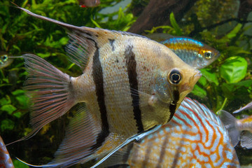 Wild Angelfish Peru Altum Angelfish(Pterophyllum scalare). A tropical fish