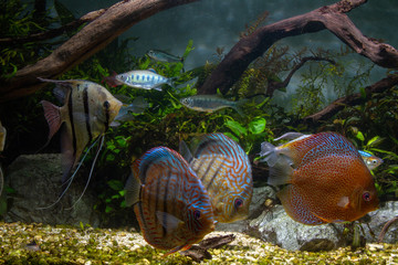 Schooling of Angelfish and Discus in Large Planted Aquarium