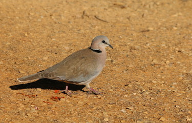 Ringed-necked, or Cape Turtle Dove, walking near some fallen red berries.