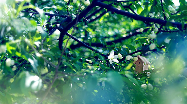 Birdhouse On A Blooming Apple Tree, Tiny Nesting Box In Spring Flowers. Creative Spring Photography With Copy Space. Buying Home Concept