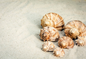 Seashells on the sand, summer beach background travel concept with copy space for text.