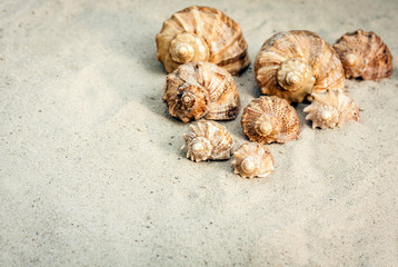 Seashells on the sand, summer beach background travel concept with copy space for text.
