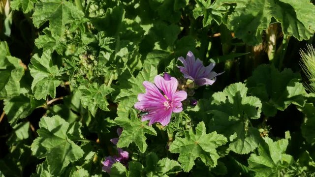 A malva silvestris with a bug inside it