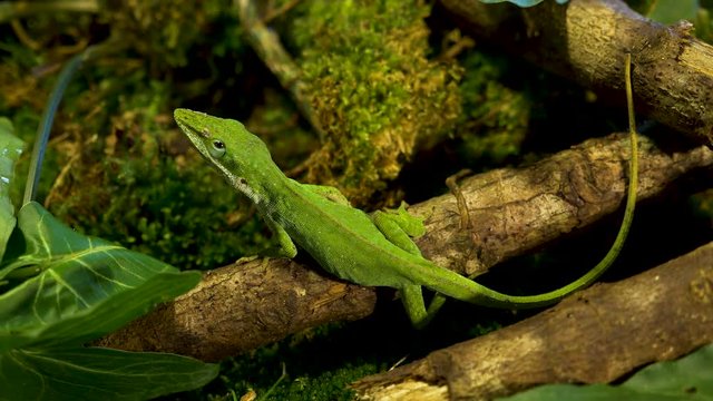 beautiful macro shot green anole lizard in its natural habitat!