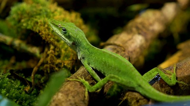 beautiful macro shot green anole lizard in its natural habitat!