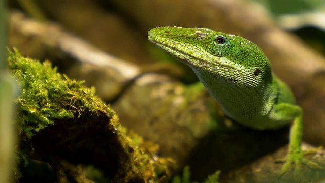 beautiful macro shot of green anole lizard!!