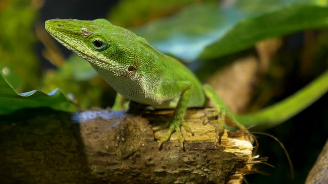 macro view!! beautiful green male anole lizard in its natural habitat !!