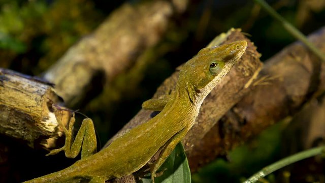 macro view!! beautiful green male anole lizard in its natural habitat !!