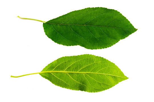 a set of two green leaves of an apple tree isolated on a white background, the top and bottom sides of a leaf