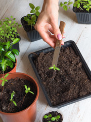 Dive seedlings on a knife. Sprout transplant. Dive sprouts.
