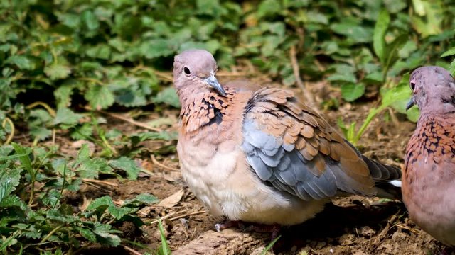 African laughing dove grooms under its wing, standing on the ground facing left. Another dove stands beside it.