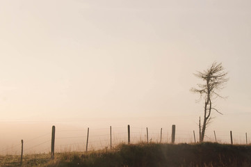 lonely tree in the field