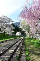 湯野上温泉駅　枝垂れ桜