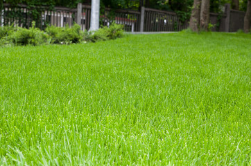 green lawn in the garden