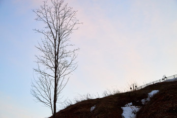 Natural landscape with tree silhouette against blue sky with pink sunset clouds
