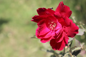 red flower in the garden, red rose