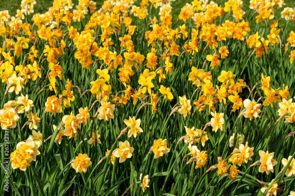 Sticker Narcissus field in bloom on spring in garden