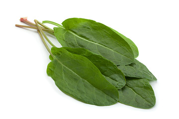 Sorrel leaf on white