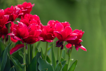 Obraz premium Spring fields of blooming tulip. Beauty outdoor scene